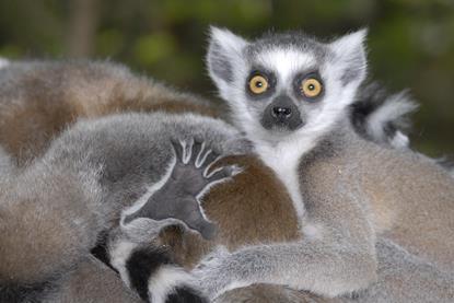 lemurs