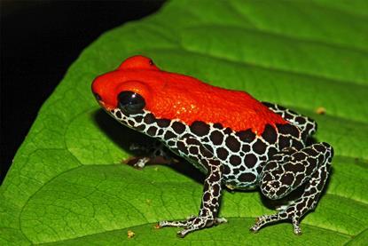frog