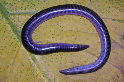 Uraeotyphlus_oxyurus_habitus