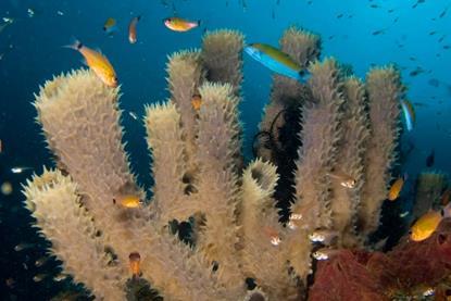 Sea-Sponges