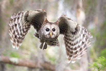 owl