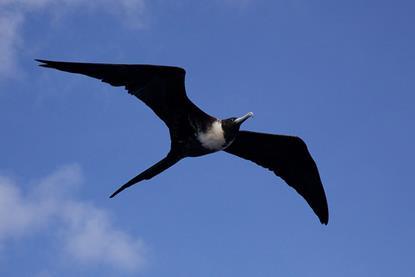 birds