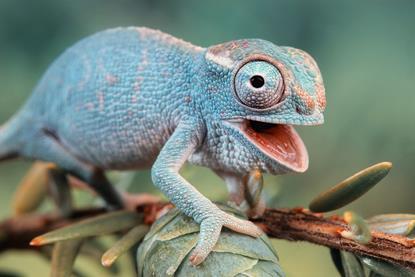 reptiles