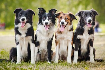 dogs