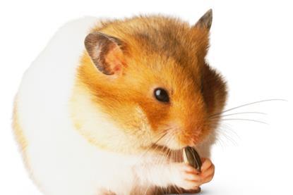 rodent