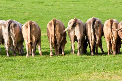 Cows