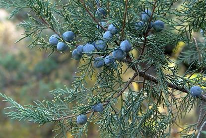 Juniper