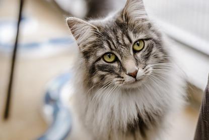 cats