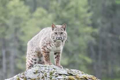 Bobcat