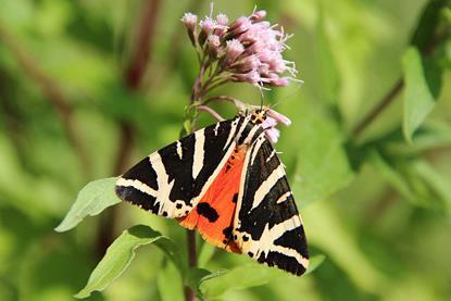 euplagia-quadripunctaria-c-jean-pol-grandmont-cc-by-3.0