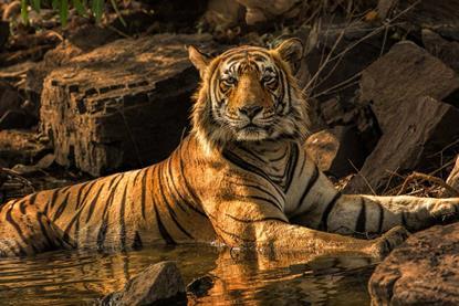 tiger7-andrew-james