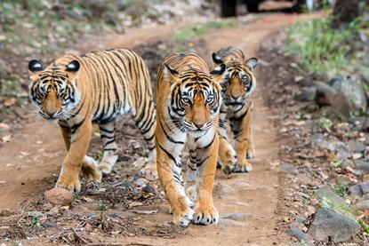 tiger-safari-in-india