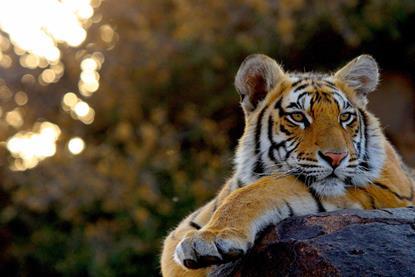 russ-maclaughlin-tiger-flipped