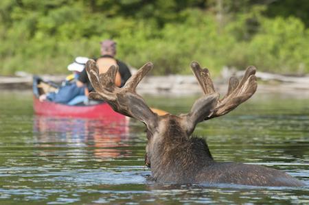 Moose in Algonquin