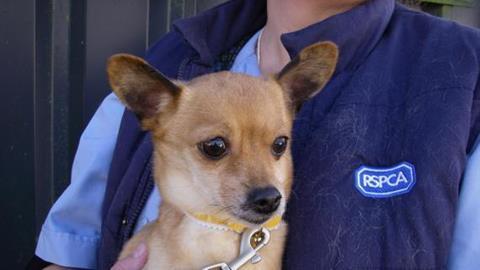 chihuahua left on train