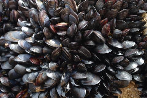 Mussels