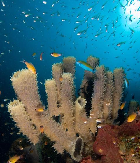 Sea-Sponges