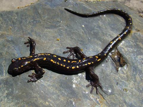 salamander