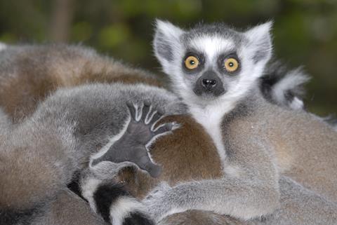 lemurs