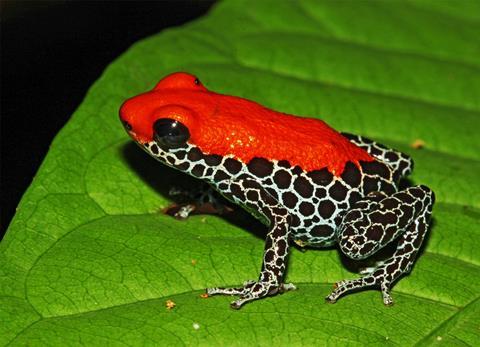 frog