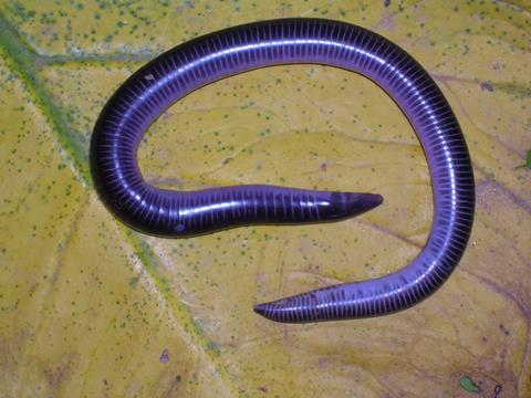 Uraeotyphlus_oxyurus_habitus