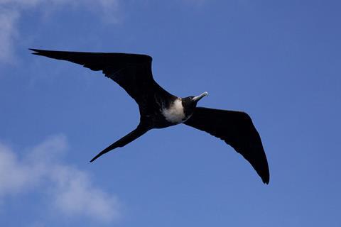 birds