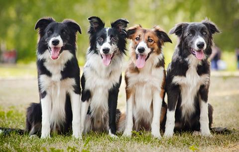 dogs