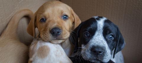 Animal welfare campaigners believe it is time to update the 1951 Pet Animals Act