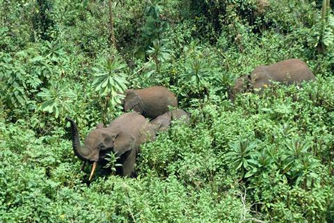 Naturally boosting the forest’s carbon-carrying capacity
