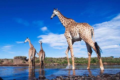Stronger protections are now in place for giraffes
