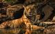 tiger7-andrew-james