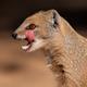 Morgan Mongoose